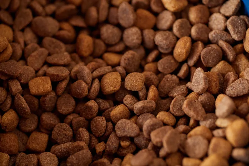 AAFCO Says Your Dog's Food Is 'Complete.' Your Dog's Body Might Disagree.