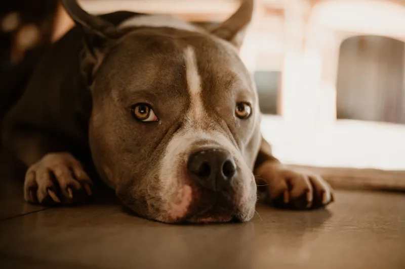 Is Your Dog's Stress Response Quietly Destroying Their Digestion? Here's What's Really Going On