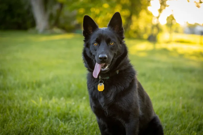 What Your Dog's Coat Is Screaming About Their Diet (And How to Read It)