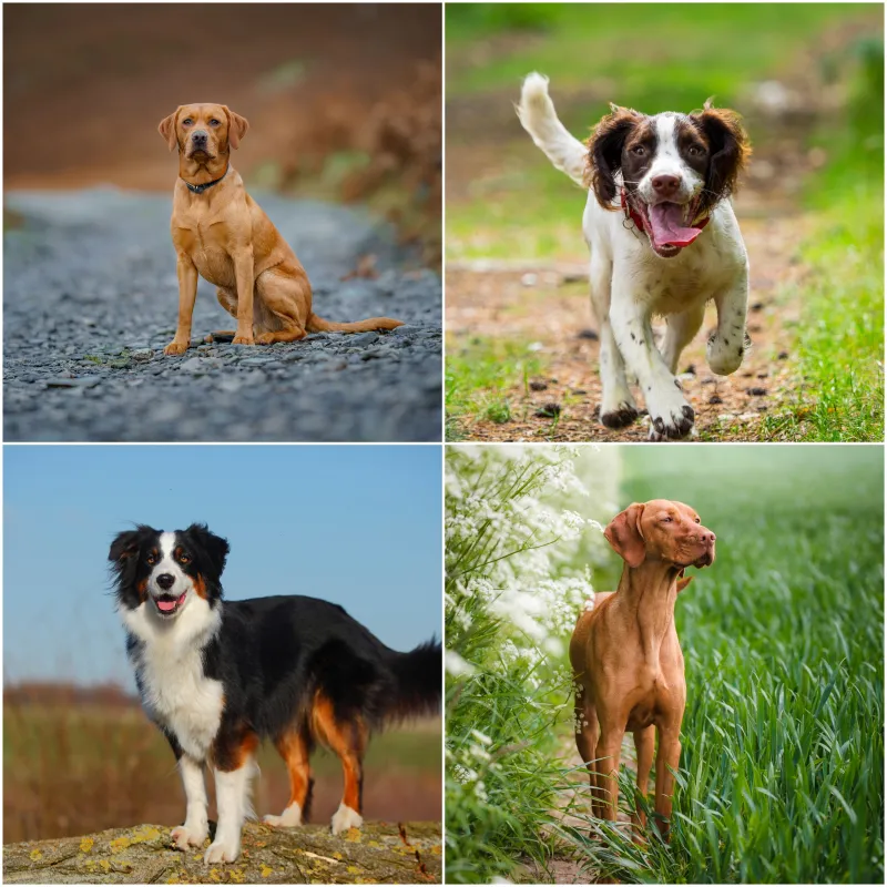 Forget Genetics — Your Dog's Gut Bacteria May Be Running the Show