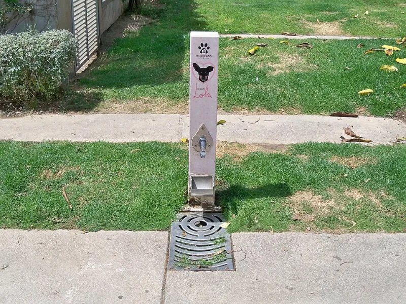 Your Dog Is Probably Dehydrated Right Now — And a Full Water Bowl Isn't Fixing It