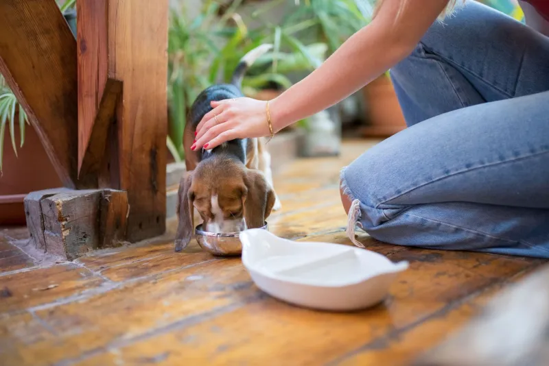 When Your Dog's Activity Level Changes, Their Nutrition Has to Change With It