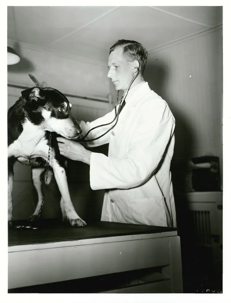 Your Dog's Mouth Is Telling You Something Most Vets Don't Catch Until It's Too Late
