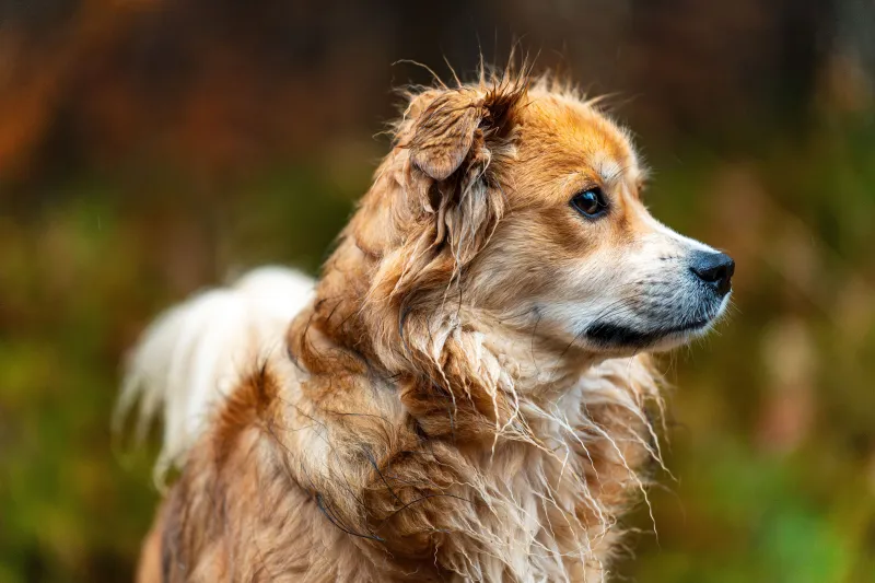 Are You Supplementing Your Dog Into a Health Problem? Here's What You Need to Know