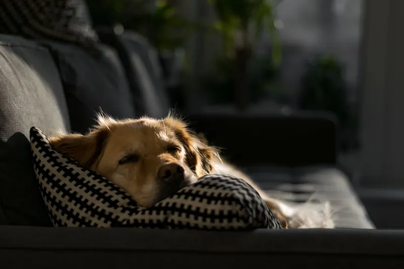 Is Your Dog Running on Empty? The Hidden Thyroid Problem Most Vets Miss