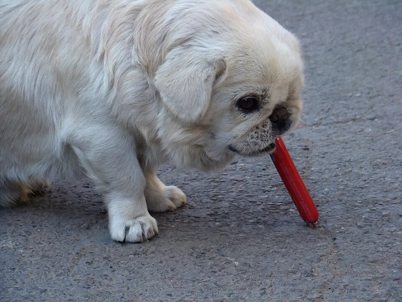 Fish Oil Isn't Enough: The Omega Balance Your Dog Actually Needs