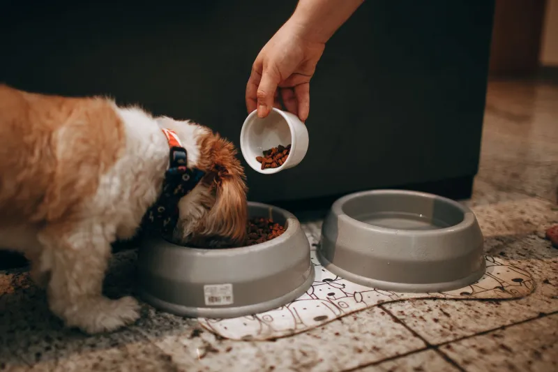 Cold Bowl, Hot Meal, or Room Temp? How Food Temperature Is Quietly Shaping What Your Dog Actually Absorbs
