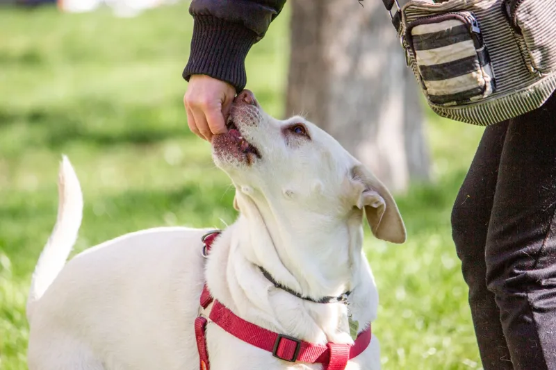 Feed the Clock: How Meal Timing Around Training Is Making or Breaking Your Dog's Muscle Gains