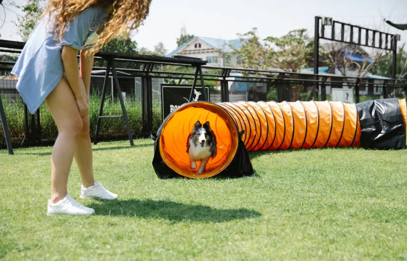 Train Smarter, Not Harder: The Nutrient Timing Strategy Most Dog Owners Have Never Heard Of