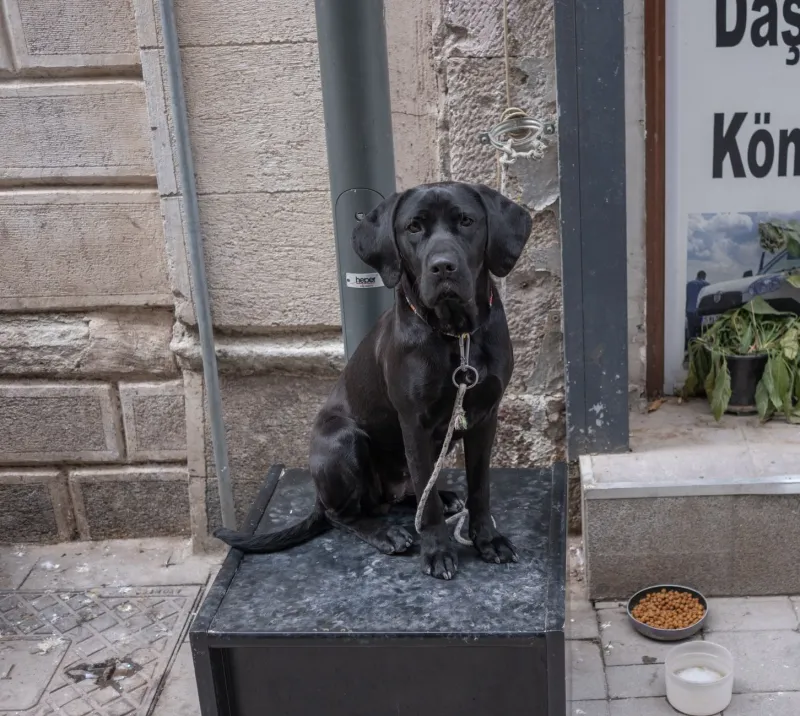 Why Feeding Your Dog the Same Amount Every Month of the Year Is Working Against Them