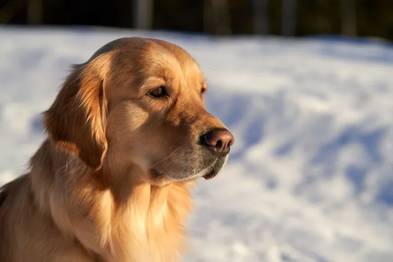 The Mineral Your Dog's Immune System Can't Live Without — And Why 'Good Food' Isn't Delivering It
